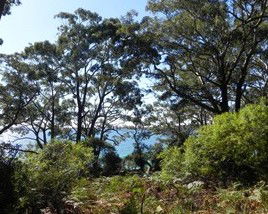 Booderee National Park: Bristol Point Camping Area - Accommodation Rockhampton 1