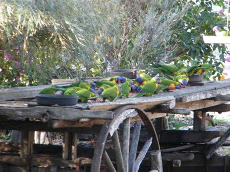 Barambah Bush Caravan Park - Accommodation Rockhampton 5
