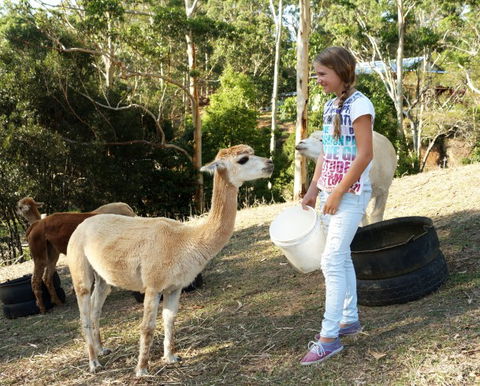 Wattle Gully Retreat - Accommodation Rockhampton 5