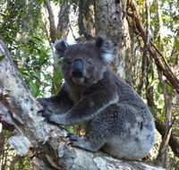 O'Carrollyns At One Mile Beach - Accommodation Rockhampton