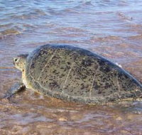 Mackerel Islands - Accommodation Rockhampton