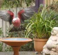 Wattle Court  Retreat - Accommodation Rockhampton