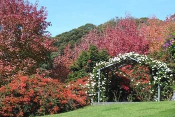 Terrigal Hinterland Bed And Breakfast - Accommodation Rockhampton 11