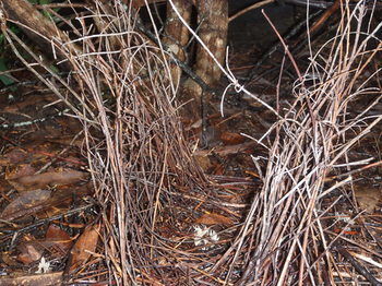 Woollamia Village Retreat - Accommodation Rockhampton 36