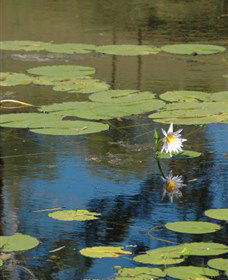 Cabins@theView - Accommodation Rockhampton 1
