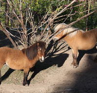 Cloud End Farmstay - Accommodation Rockhampton