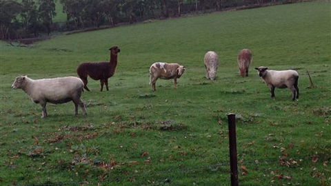 Bellevue Farmstay - Accommodation Rockhampton 6