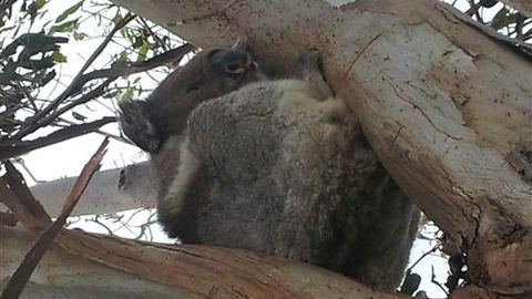 Bellevue Farmstay - Accommodation Rockhampton 7
