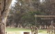 Mildura Golf Resort - thumb 5