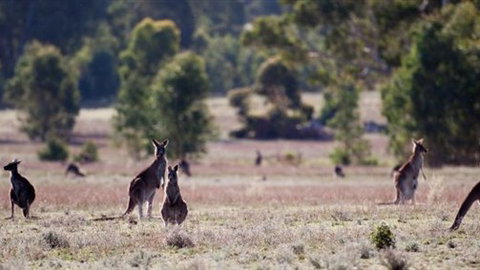 Wartook Rise Mudbrick Cabins - Accommodation Rockhampton 1
