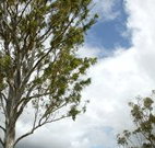 Glen Villa Resort and Tourist Park Casino - Accommodation Rockhampton