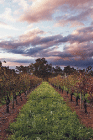 Lamonts Winery Restaurant  Gallery