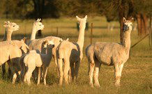 Waterfall Way Farmstay - Accommodation Rockhampton 0