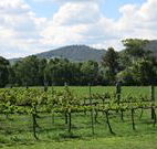 Jessica's Guest House and Vineyard - Accommodation Rockhampton