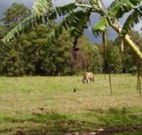 The Watertank Bed and Breakfast - Accommodation Rockhampton