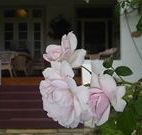 White House Heritage Guesthouse - Accommodation Rockhampton