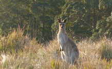 White Sands Cottage - Accommodation Rockhampton 3