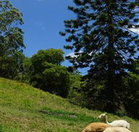 Wattle Gully Retreat - Accommodation Rockhampton