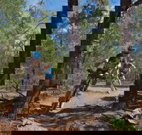 Back Yamma State Forest - Accommodation Rockhampton