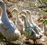 Duck Duck Goose Bed and Breakfast - Accommodation Rockhampton