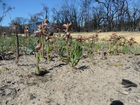 Mount Zero Log Cabins - Accommodation Rockhampton 2