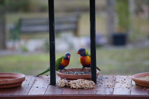 BellbirdHill Bed And Breakfast - Accommodation Rockhampton 9