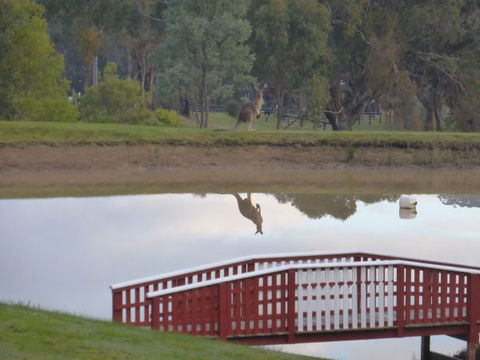 The Black Sparrow - Accommodation Rockhampton 3