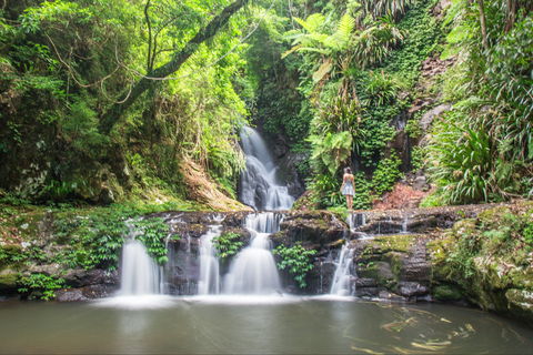 O'Reilly's Rainforest Retreat - Accommodation Rockhampton 0