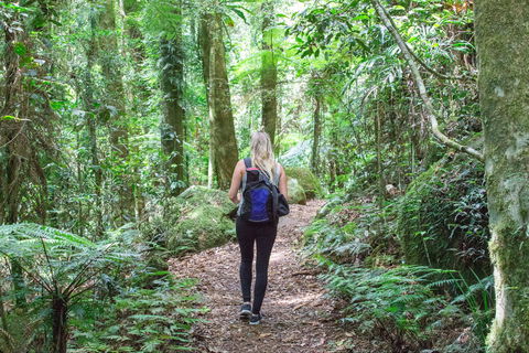 O'Reilly's Rainforest Retreat - Accommodation Rockhampton 5