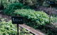 Acre Of Roses - thumb 9