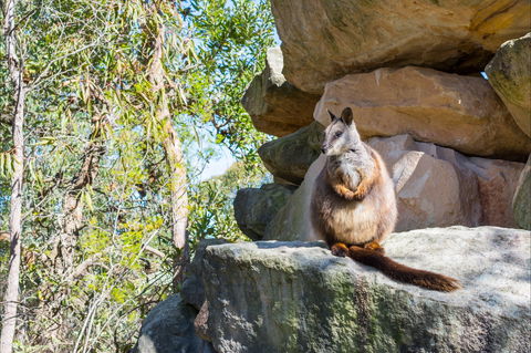 Waterfall Springs Retreat And Wildlife Sanctuary - Accommodation Rockhampton 9