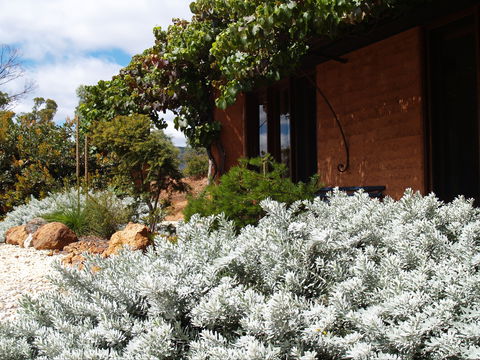Kangaroos In The Top Paddock - Accommodation Rockhampton 0