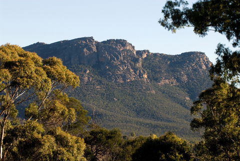 Kangaroos In The Top Paddock - Accommodation Rockhampton 2