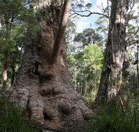 Valley of the Giants Cottage - Accommodation Rockhampton