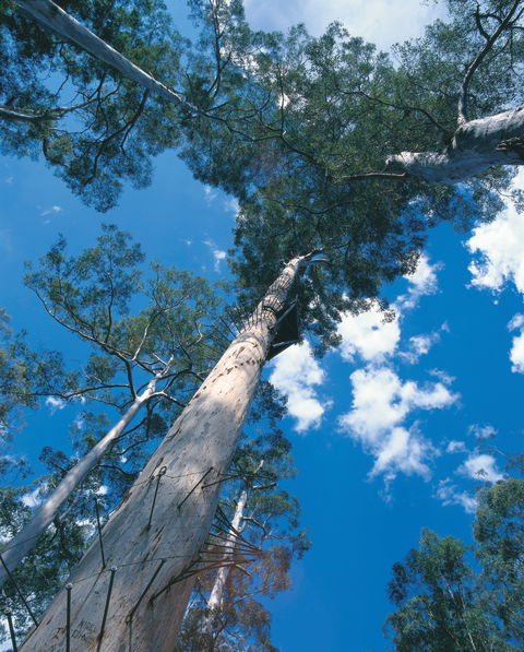 Drafty's Camp At Warren National Park - Accommodation Rockhampton 2