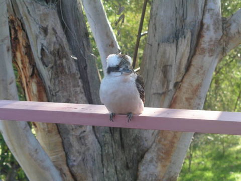 Kookaburra Dreaming - Accommodation Rockhampton 0