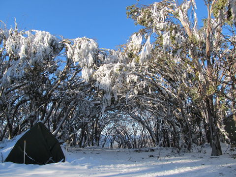 Mt Stirling Alpine Winter Camp - Accommodation Rockhampton 2