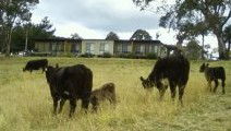 Bumblebrook Farm Motel - Accommodation Rockhampton 1