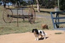Bumblebrook Farm Motel - Accommodation Rockhampton 5