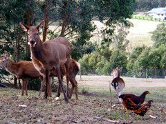 Carolins Organic Farm - Accommodation Rockhampton 4