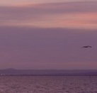 Pelican Sands Bed and Breakfast - Accommodation Rockhampton