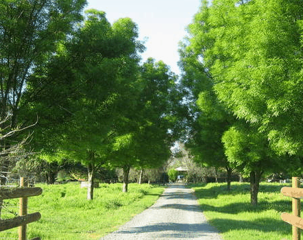 Ribbonwood Cottages - Accommodation Rockhampton 2