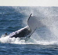 Whale Watching Sydney - Accommodation Rockhampton