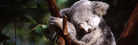 Koala and River Cruise by Mirimar Cruises - Accommodation Rockhampton