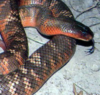 Armadale Reptile  Wildlife Centre - Accommodation Rockhampton