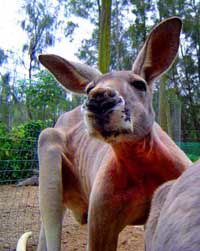 Birdland Animal Park - Accommodation Rockhampton 3