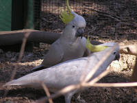 Wirrimbirra Sanctuary - Accommodation Rockhampton 1