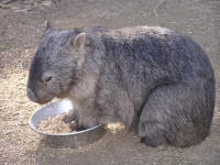 Wirrimbirra Sanctuary - Accommodation Rockhampton 2