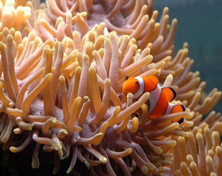 Reef HQ Great Barrier Reef Aquarium - Accommodation Rockhampton 0