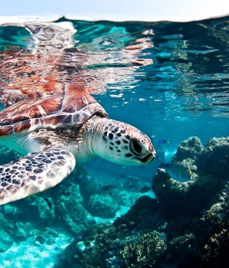 Reef HQ Great Barrier Reef Aquarium - Accommodation Rockhampton 1